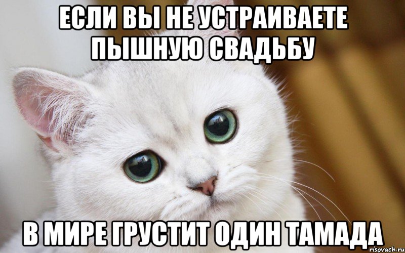 Если вы не устраиваете пышную свадьбу В мире грустит один тамада, Мем  В мире грустит один котик