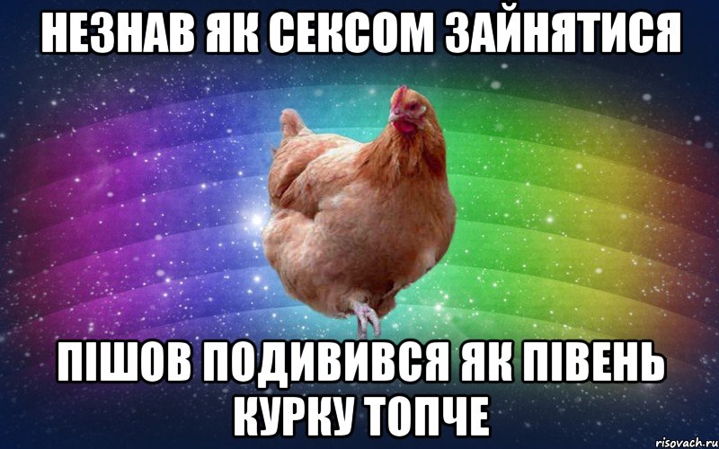 незнав як сексом зайнятися пішов подивився як півень курку топче, Мем Весела Курка