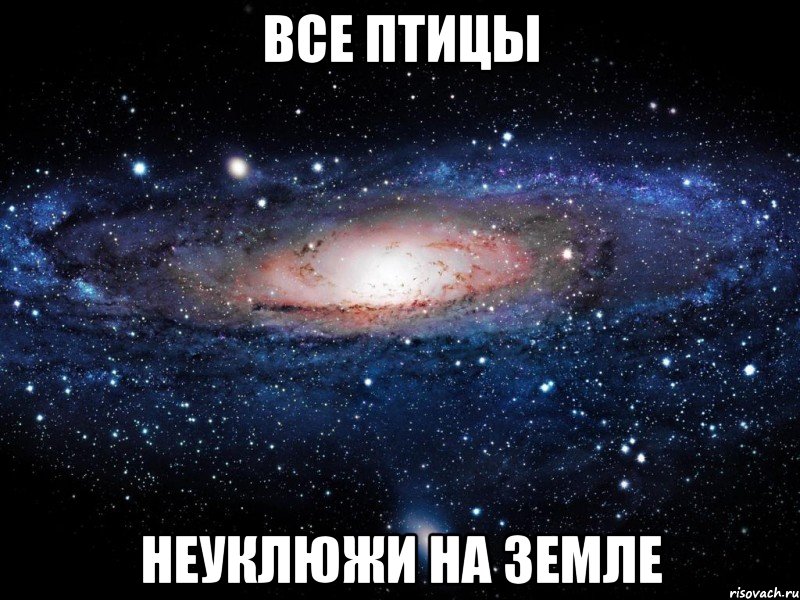 все птицы неуклюжи на земле, Мем Вселенная