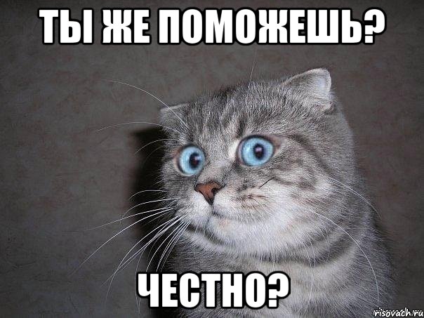 ТЫ ЖЕ ПОМОЖЕШЬ? ЧЕСТНО?, Мем  удивлённый кот