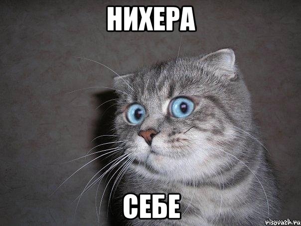 НихЕра Себе, Мем  удивлённый кот