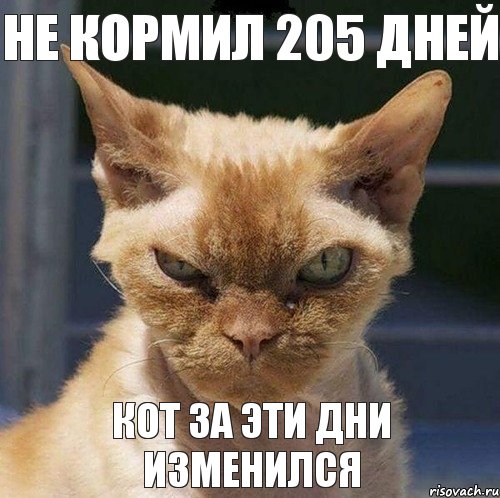 Не кормил 205 Дней Кот За эти Дни изменился, Комикс  злой кот