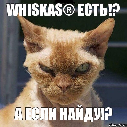 Whiskas® есть!? А если найду!?, Комикс  злой кот