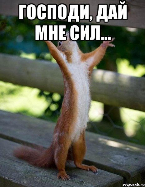 Господи, дай мне сил... , Мем    белка молится