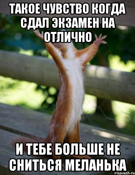 Такое чувство когда сдал экзамен на отлично И тебе больше не сниться Меланька, Мем    белка молится