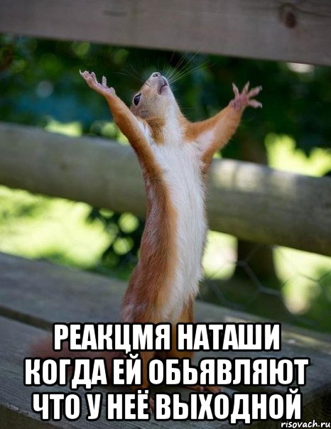  Реакцмя наташи когда ей обьявляют что у неё выходной, Мем    белка молится