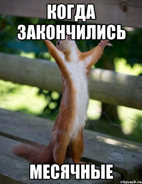 Когда закончились Месячные, Мем    белка молится
