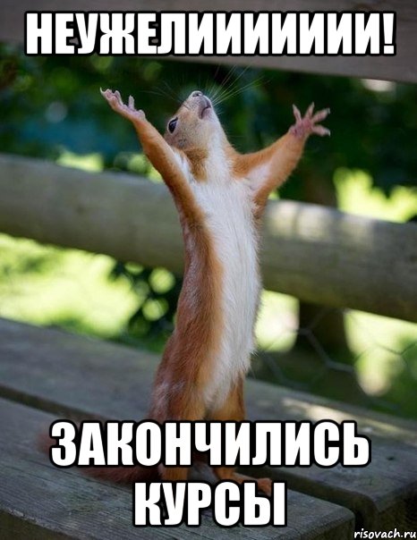 неужелиииииии! закончились курсы, Мем    белка молится