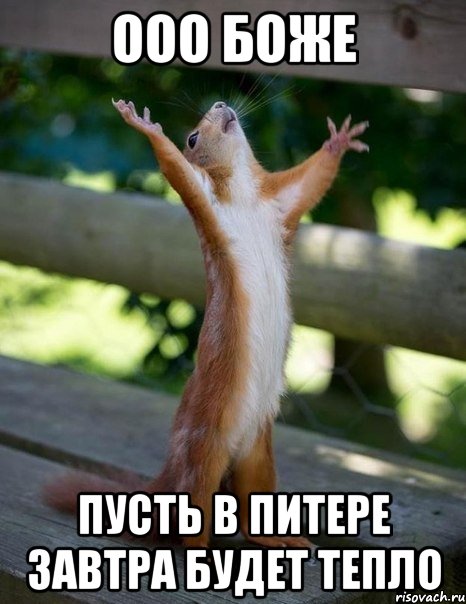 ООО БОЖЕ ПУСТЬ В ПИТЕРЕ ЗАВТРА БУДЕТ ТЕПЛО, Мем    белка молится