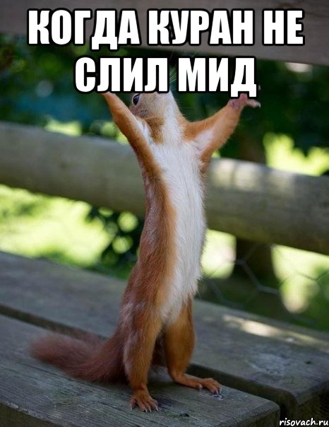Когда Куран не слил мид , Мем    белка молится