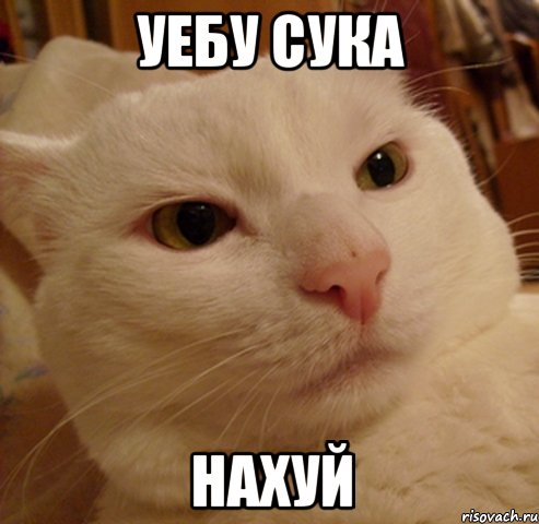 уебу сука нахуй, Мем Дерзкий котэ