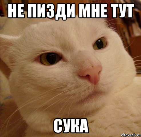 НЕ ПИЗДИ МНЕ ТУТ СУКА, Мем Дерзкий котэ