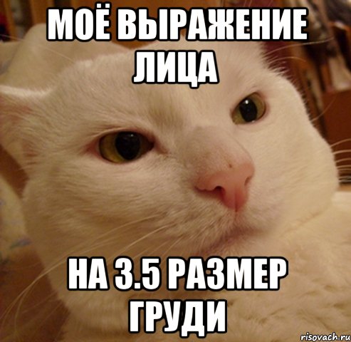 Моё выражение лица на 3.5 размер груди, Мем Дерзкий котэ