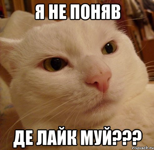 я не поняв де лайк муй???, Мем Дерзкий котэ