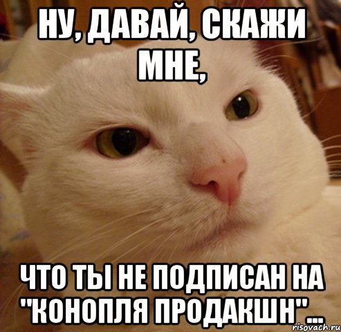 ну, давай, скажи мне, что ты не подписан на "Конопля Продакшн"..., Мем Дерзкий котэ