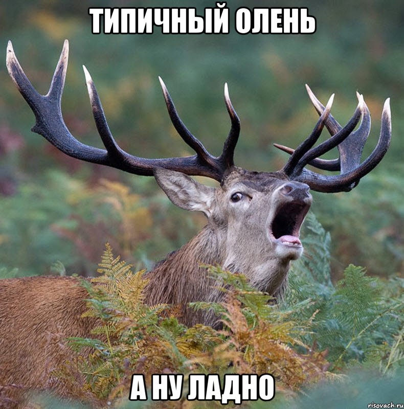 Типичный Олень А ну ладно