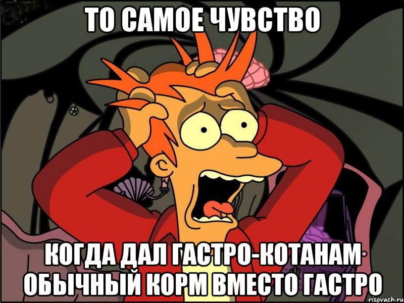 то самое чувство когда дал гастро-котанам обычный корм вместо гастро, Мем Фрай в панике