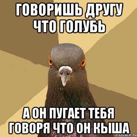 говоришь другу что голубь а он пугает тебя говоря что он кыша, Мем голубь