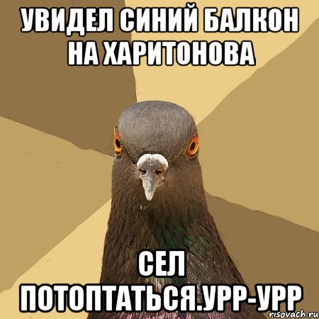 увидел синий балкон на Харитонова сел потоптаться.урр-урр, Мем голубь