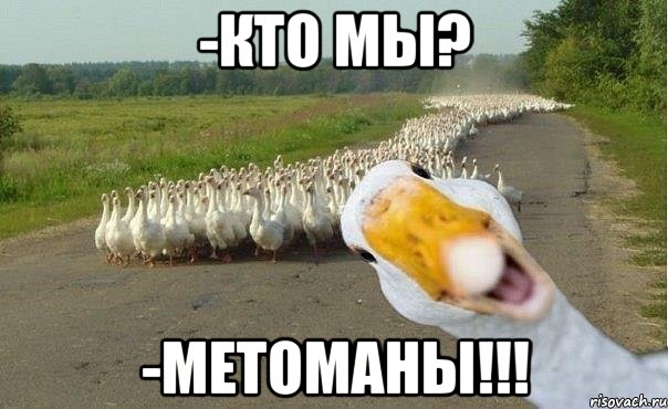 -Кто мы? -МЕТОМАНЫ!!!, Мем гуси