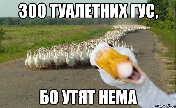 300 туалетних гус, бо утят нема, Мем гуси