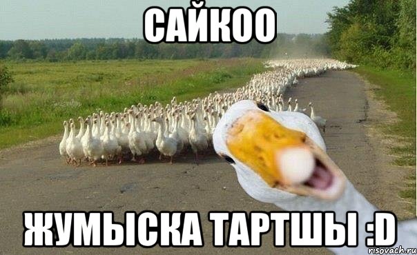 Сайкоо Жумыска тартшы :D, Мем гуси