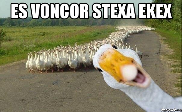 es voncor stexa ekex , Мем гуси