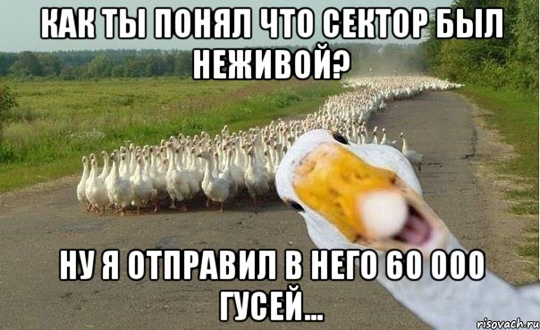 Как ты понял что сектор был неживой? Ну я отправил в него 60 000 гусей..., Мем гуси