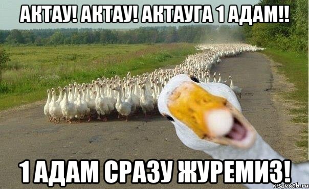 Актау! Актау! Актауга 1 адам!! 1 адам сразу журемиз!, Мем гуси