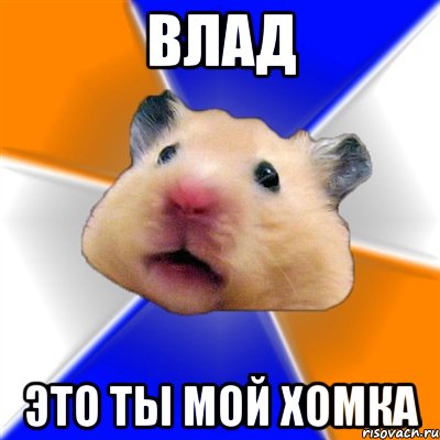 Влад Это ты мой хомка, Мем Хомяк