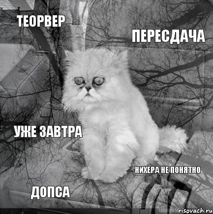 Теорвер Пересдача Допса Нихера не понятно Уже завтра, Комикс  кот безысходность