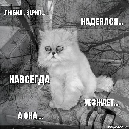 Любил , верил... Надеялся... А она ... Уезжает... НАВСЕГДА, Комикс  кот безысходность