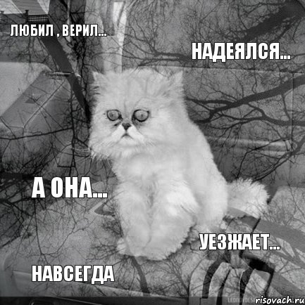 Любил , верил... Надеялся... НАВСЕГДА Уезжает... А она..., Комикс  кот безысходность