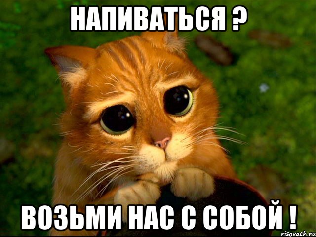 Напиваться ? Возьми нас с собой !, Мем кот из шрека