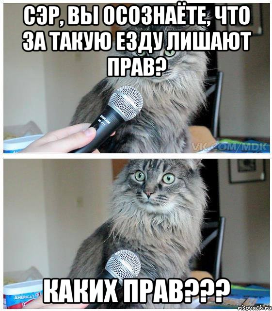 Сэр, вы осознаёте, что за такую езду лишают прав? Каких прав???, Комикс  кот с микрофоном