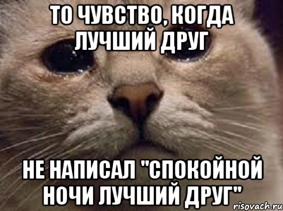 То чувство, когда лучший друг Не написал "спокойной ночи лучший друг", Мем   В мире грустит один котик