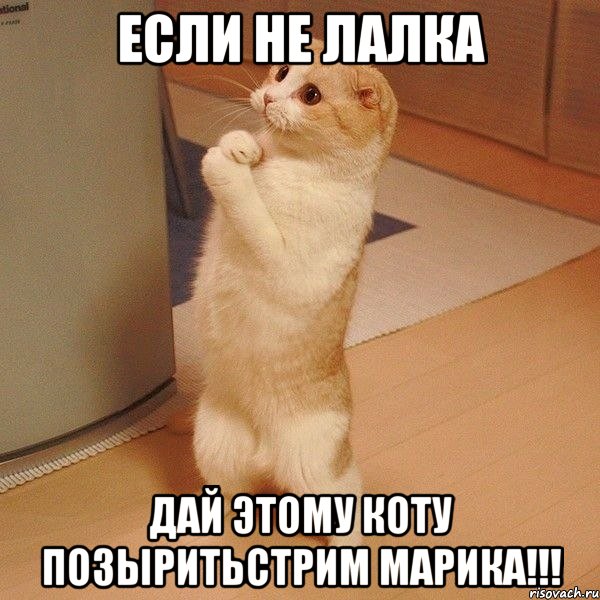 Если Не лалка дай этому коту позыритьстрим марика!!!, Мем  котэ молится