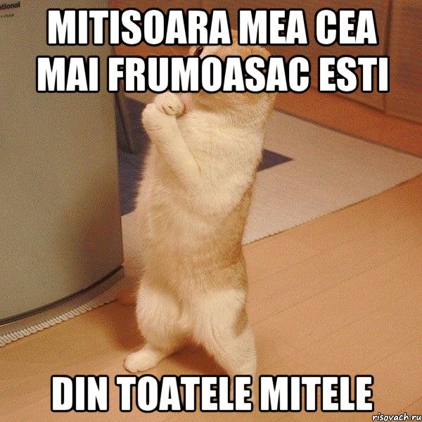 mitisoara mea cea mai frumoasac esti din toatele mitele, Мем  котэ молится