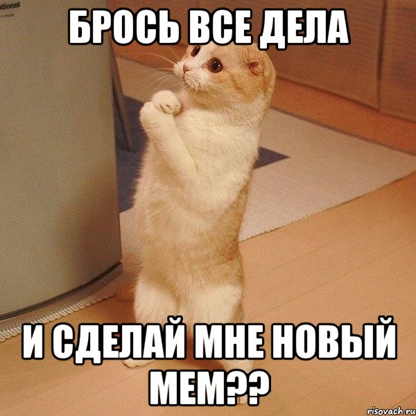 Брось все дела И сделай мне новый мем??, Мем  котэ молится