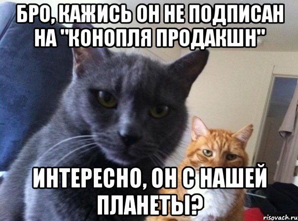 Бро, кажись он не подписан на "Конопля Продакшн" Интересно, он с нашей планеты?, Мем  Два котэ