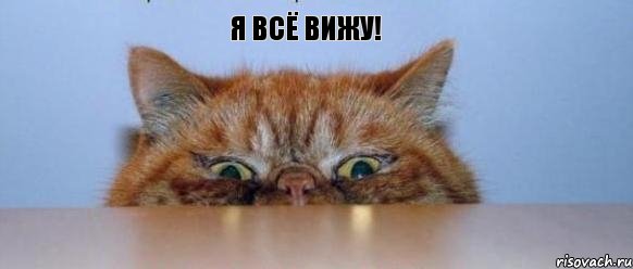 Я всё вижу!, Комикс котээээ