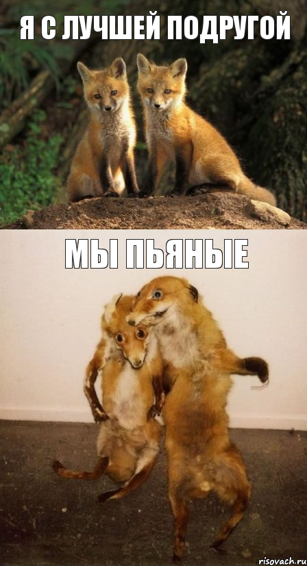 я с лучшей подругой мы пьяные, Комикс Лисицы