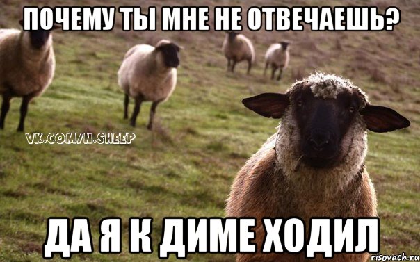 Почему ты мне не отвечаешь? Да я к Диме ходил, Мем  Наивная Овца