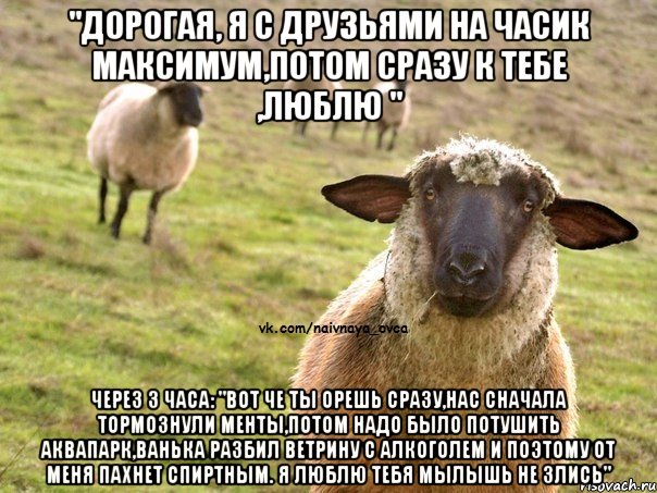 "Дорогая, я с друзьями на часик максимум,потом сразу к тебе ,люблю " Через 3 часа: "Вот че ты орешь сразу,нас сначала тормознули менты,потом надо было потушить аквапарк,ванька разбил ветрину с алкоголем и поэтому от меня пахнет спиртным. Я люблю тебя мылышь не злись", Мем  Наивная Овца