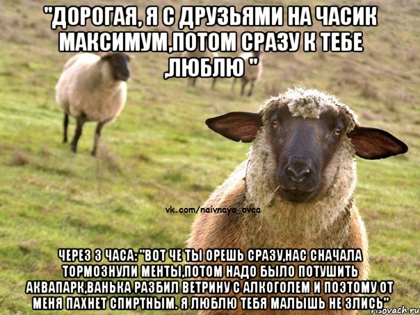 "Дорогая, я с друзьями на часик максимум,потом сразу к тебе ,люблю " Через 3 часа: "Вот че ты орешь сразу,нас сначала тормознули менты,потом надо было потушить аквапарк,ванька разбил ветрину с алкоголем и поэтому от меня пахнет спиртным. Я люблю тебя малышь не злись", Мем  Наивная Овца