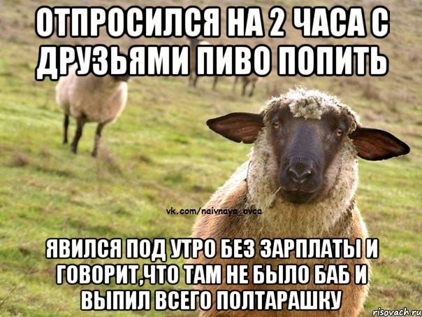 отпросился на 2 часа с друзьями пиво попить явился под утро без зарплаты и говорит,что там не было баб и выпил всего полтарашку, Мем  Наивная Овца