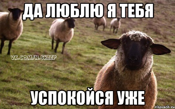 да люблю я тебя успокойся уже, Мем  Наивная Овца