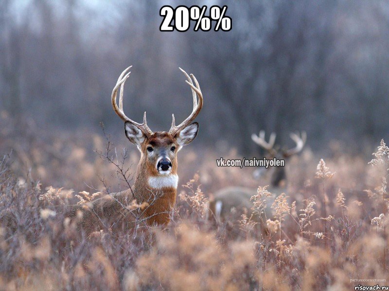 20%% , Мем   Наивный олень