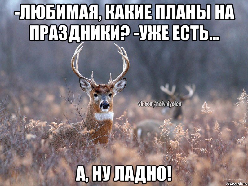 -Любимая, какие планы на праздники? -Уже есть... А, ну ладно!, Мем   Наивный олень