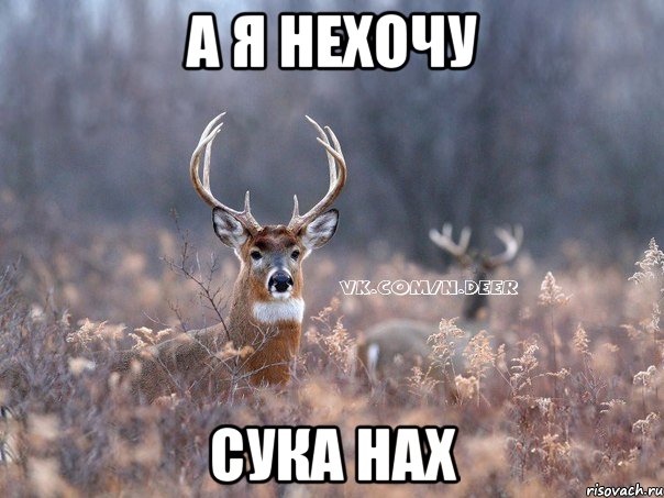 а я нехочу сука нах, Мем   Наивный олень